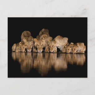 Carte Postale Fierté de lions buvant au point d'eau la nuit