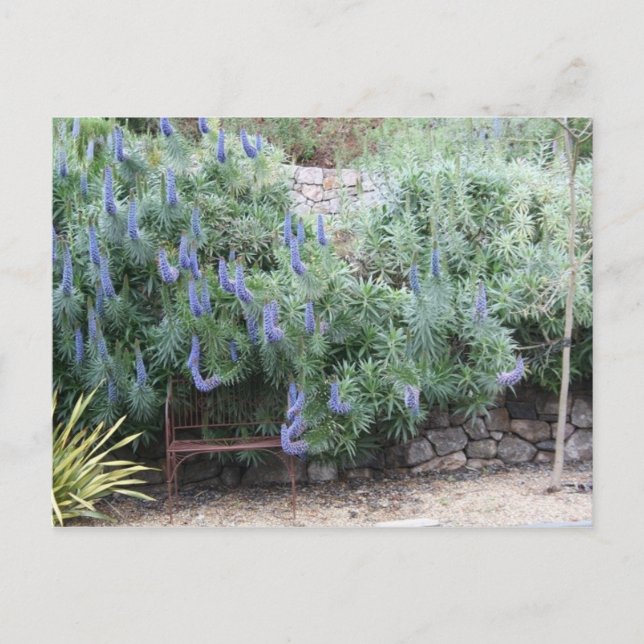 Carte postale Fierté de Madère (Devant)