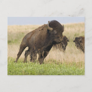 Carte Postale Fiesty jeune bison bull at Tallgrass
