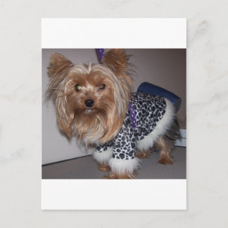 Carte Postale "Fifi" le Yorkshire !