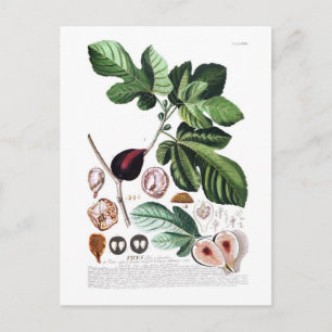 Carte Postale Fig