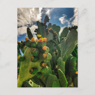Carte Postale Figue de barbarie en fleurs