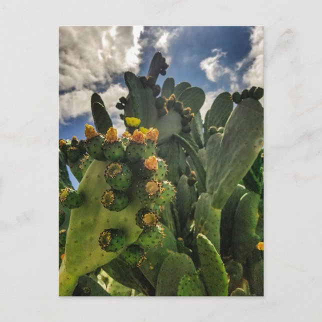Carte Postale Figue de barbarie en fleurs (Devant)
