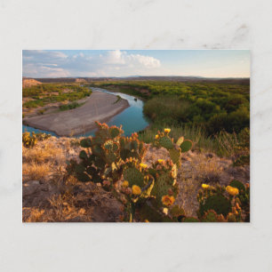 Carte Postale Figue de Barbarie (Opuntia Sp.)