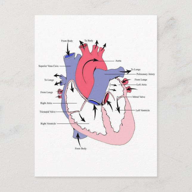Carte Postale Figure 2. Fonction cardiaque normale.jpg (Devant)