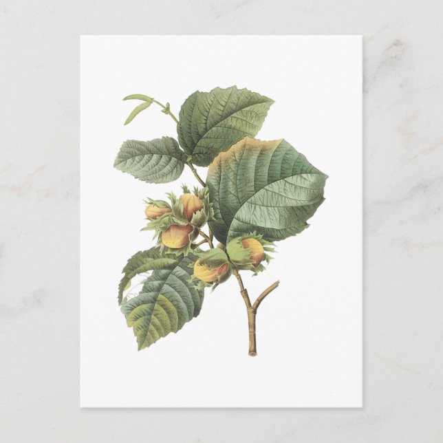 Carte Postale filbert(Corylus maxima) par Redouté (Devant)