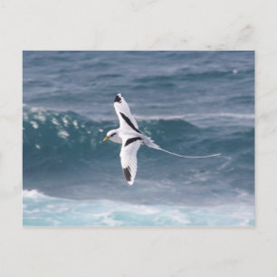 Carte Postale File d'attente Paille-en