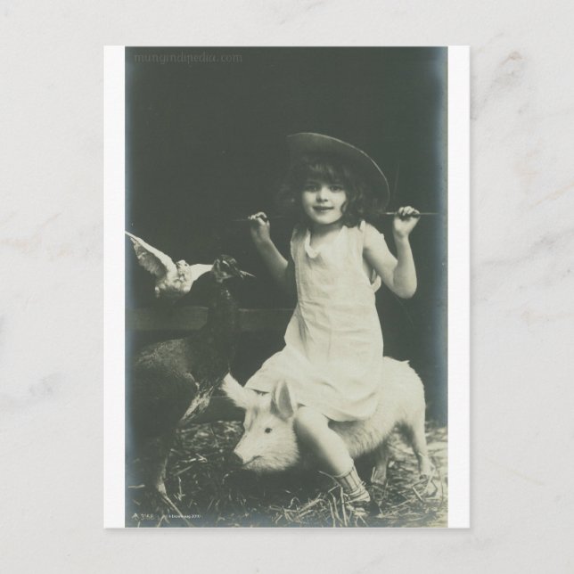 Carte Postale fille montant une truie (Devant)