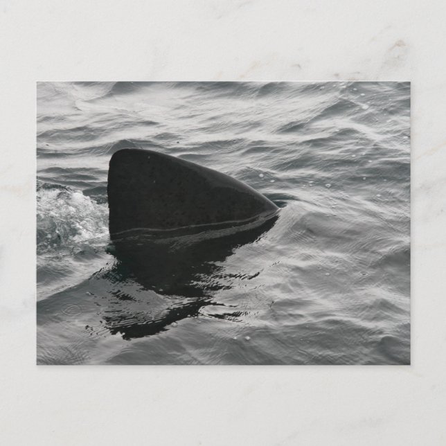 Carte Postale Fin de requin (Devant)