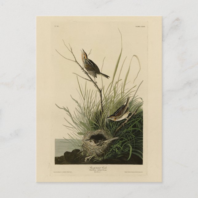 Carte Postale Finch à queue fine d'Audubon's Birds of America (Devant)