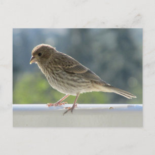 Carte Postale Finch dans le soleil du matin.