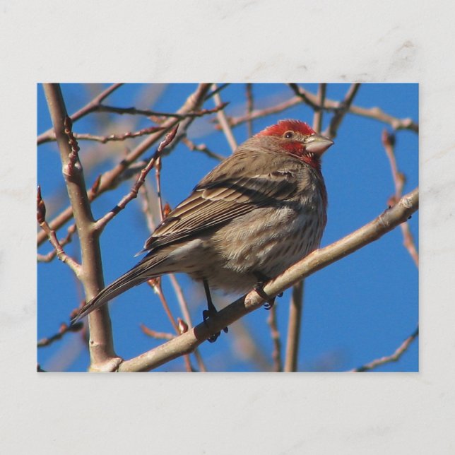 Carte postale Finch de Cassin (Devant)