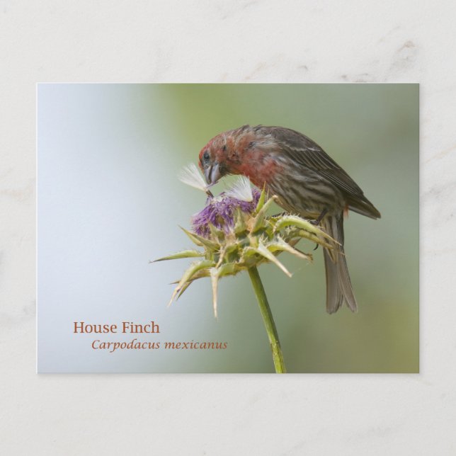 Carte Postale Finch Maison (Devant)