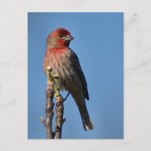 Carte Postale Finch Maison (Devant)