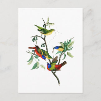 Carte Postale Finch peint John James Audubon Oiseaux d'Amérique