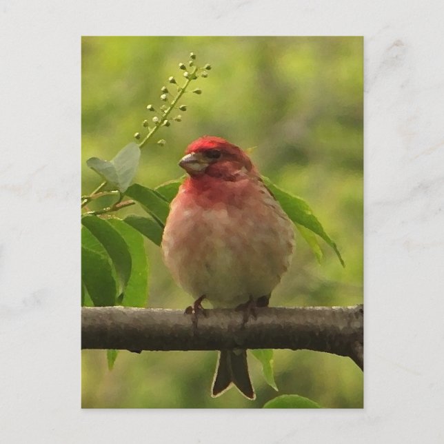 Carte Postale Finch pourpre (Devant)