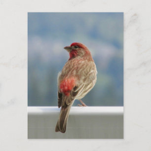 Carte Postale Finch rouge Extraire la vue.