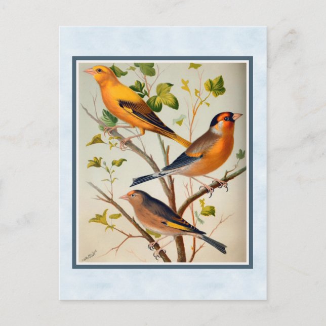 Carte Postale Finches vintages et Linnet (Devant)