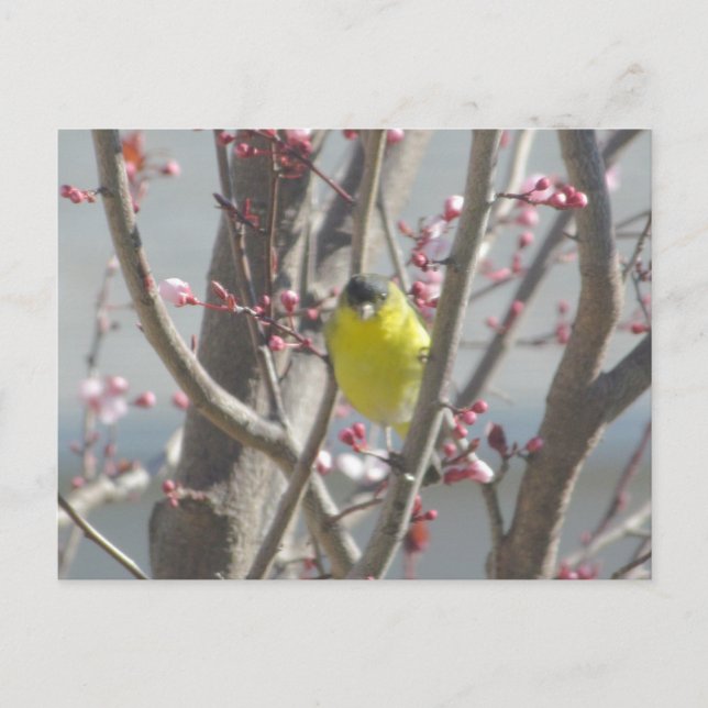 Carte postale - Finition jaune en cerisier (Devant)
