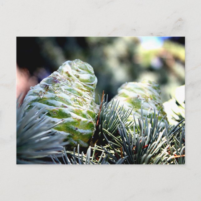 Carte Postale Fir Cone (Devant)