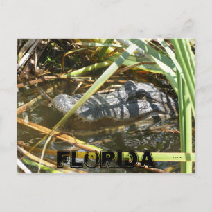 Carte Postale Fish Camp, Floride