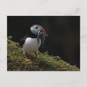 Carte Postale Fisher Puffin