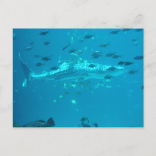 Carte Postale Fishiles