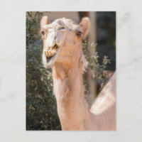 Fixation du chameau pendant la mastication