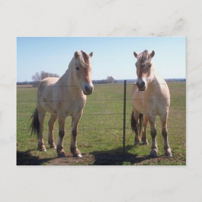 Carte Postale Fjords norvégiens (Devant)
