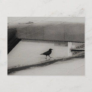 Carte Postale Flacon d'eau et de corneille avec Réflexions sur l