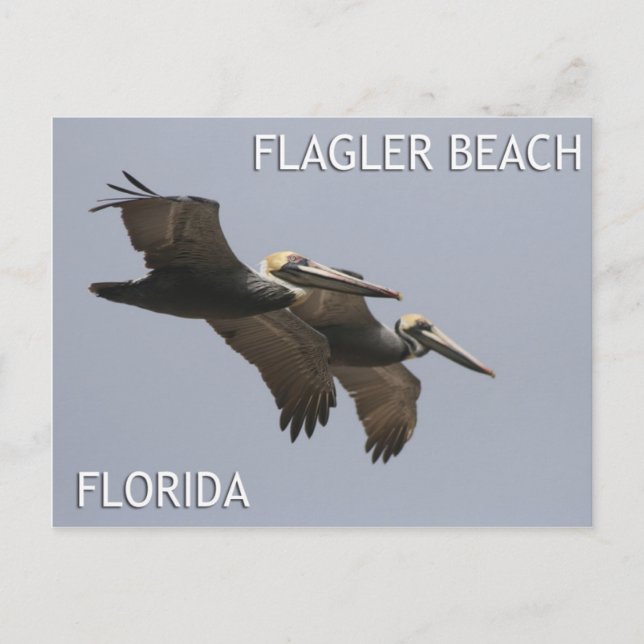 Carte postale Flagler Beach Pélican Pair (Devant)