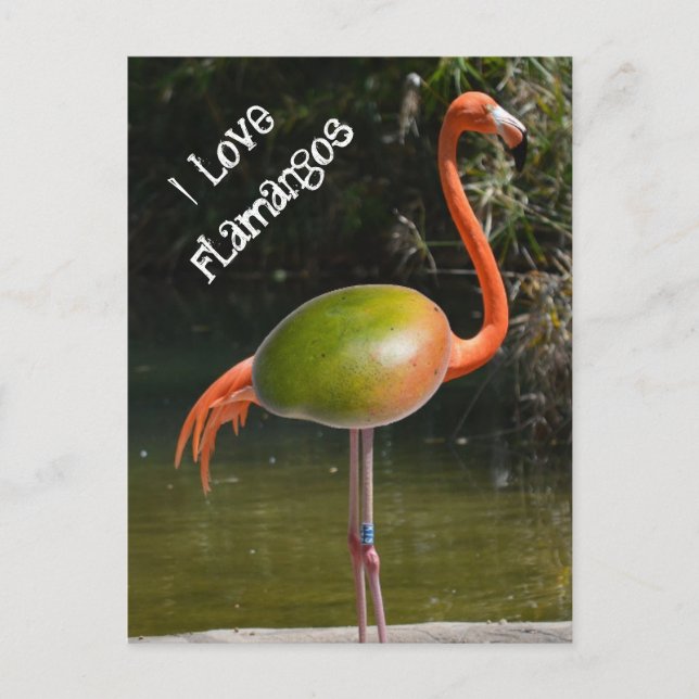 Carte Postale Flamango (Devant)