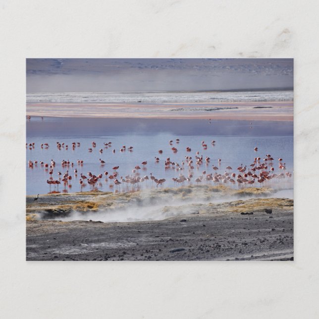 Carte Postale Flamant de James, Phoenicoparrus jamesi (Devant)