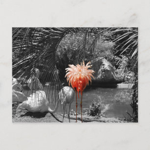 Carte Postale Flamant rose