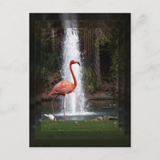 Carte Postale Flamant rose