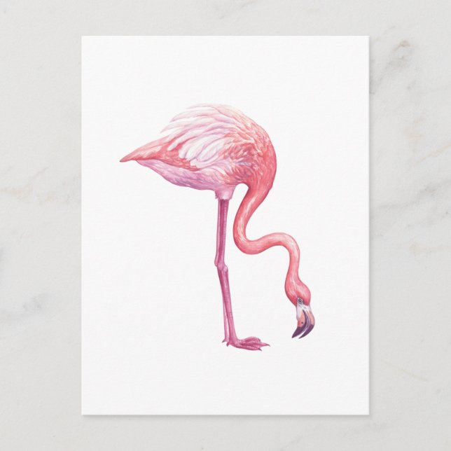 Carte Postale Flamant rose (Devant)