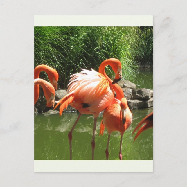 Carte Postale Flamant rose (Devant)
