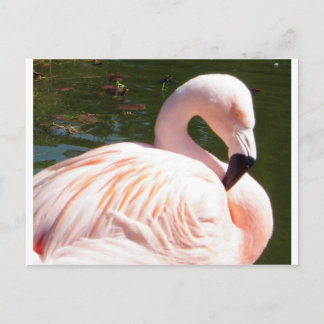 Carte Postale Flamant rose