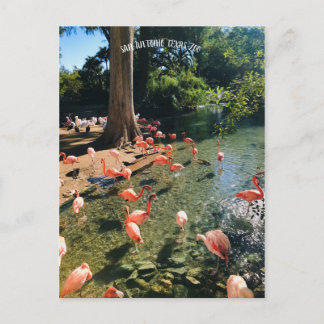 CARTE POSTALE FLAMANT ROSE
