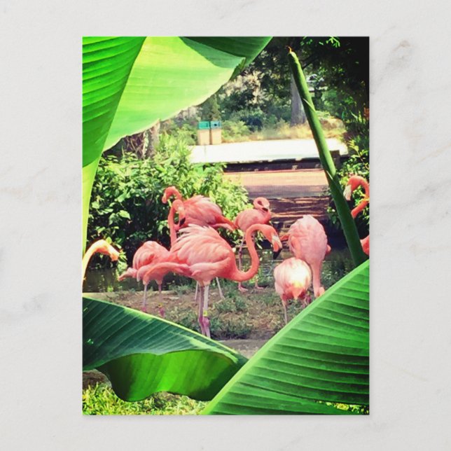 Carte postale Flamant rose (Devant)