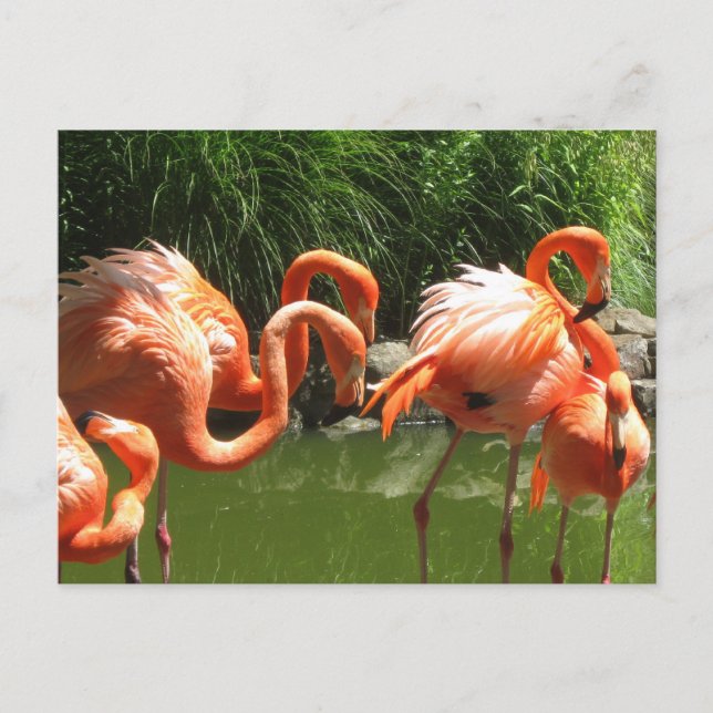 Carte Postale Flamant rose (Devant)
