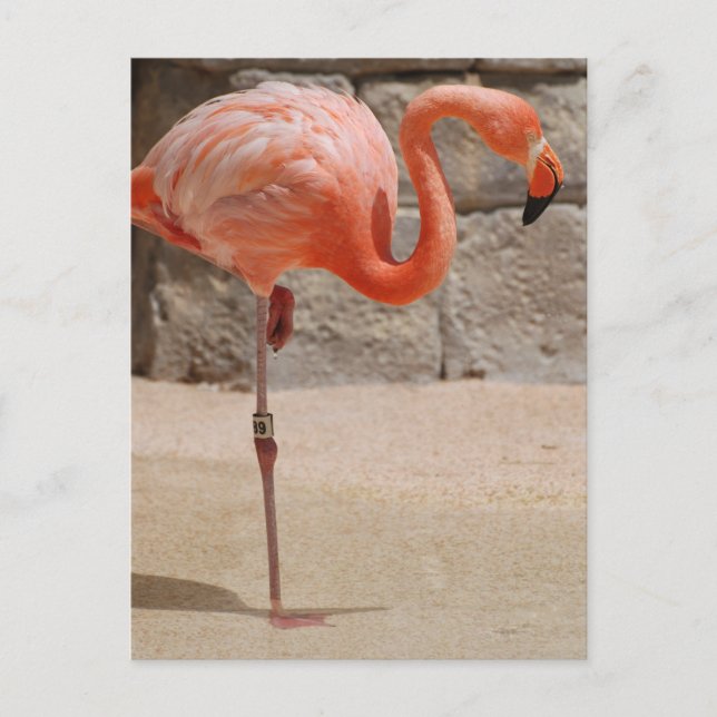 Carte postale Flamant rose (Devant)