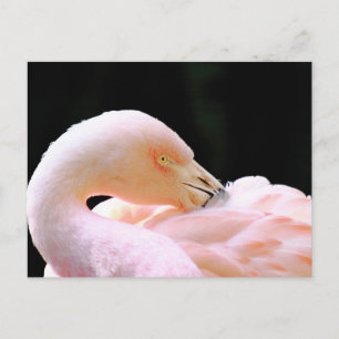 Carte postale Flamant rose