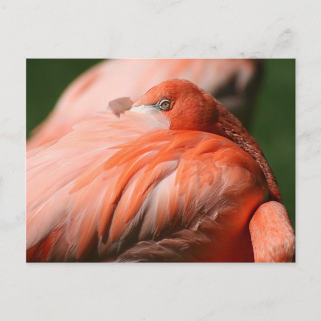 Carte postale Flamant rose (Devant)