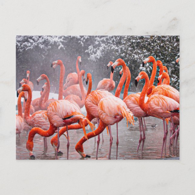 Carte postale Flamant rose (Devant)