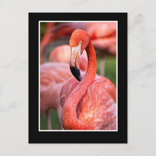 Carte postale Flamant rose