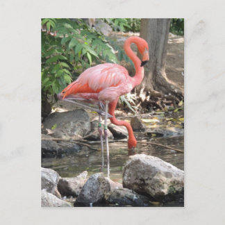 Carte Postale Flamant rose américain