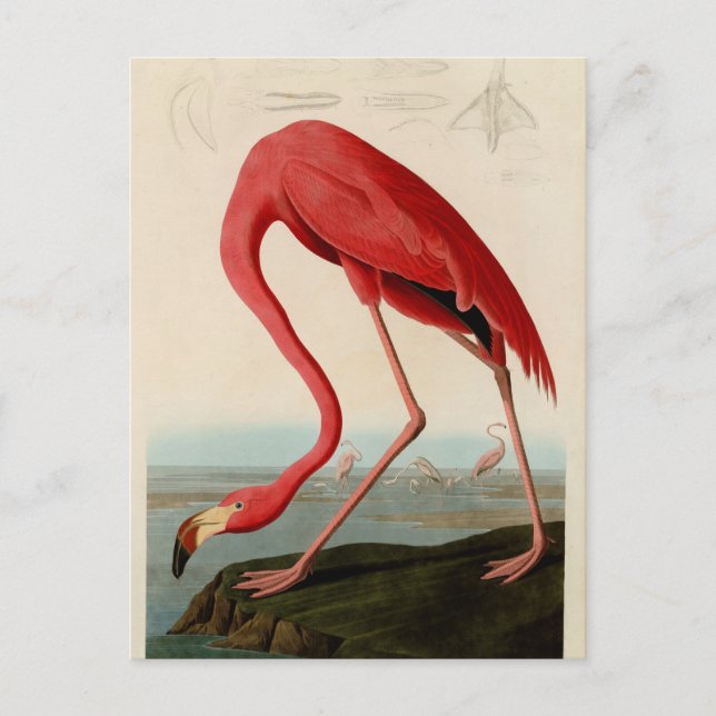 Carte Postale Flamant rose américain par Audubon (Devant)