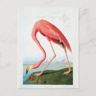 Carte Postale Flamant rose Audubon