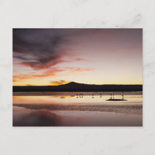 Carte Postale Flamant rose chilien